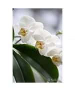 Грунт для орхидей Кеккила 6л