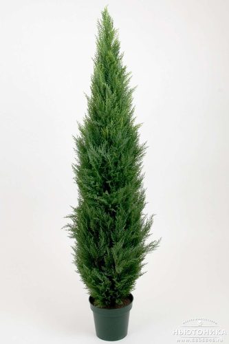 Искусственное "Кипарисовое дерево", 180 см