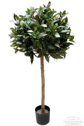 Искусственное "Лавровое дерево", 150 см