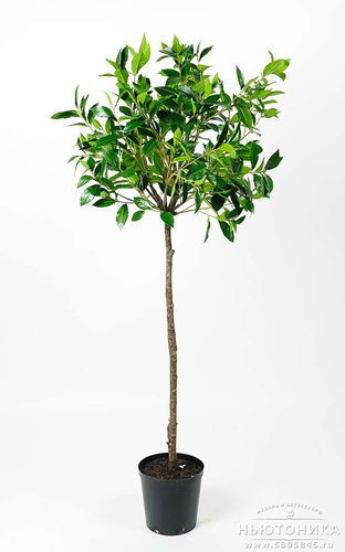Искусственное "Лавровое дерево", 150 см