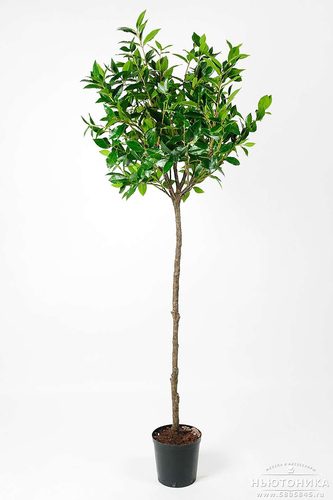 Искусственное "Лавровое дерево", 180 см