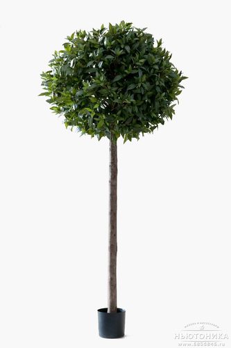 Искусственное "Лавровое дерево", 220 см
