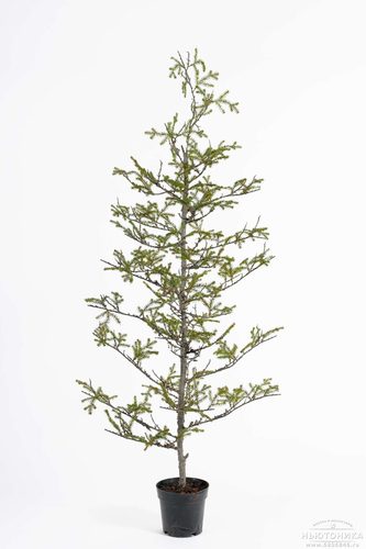 Искусственное дерево "Ель", 170 см