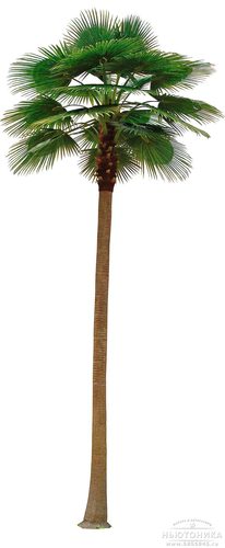 Искусственное дерево "Пальма", 500 см