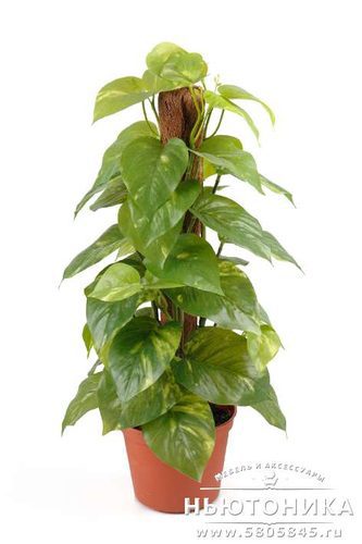 Искусственное растение "Эпипремнум", 45 см