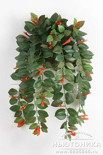 Искусственное растение "Эсхинантус"