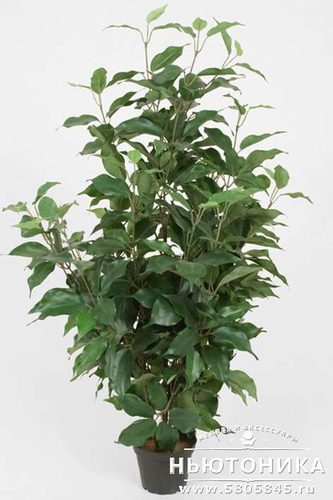 Искусственное растение "Фикус Бенджамина", 80 см