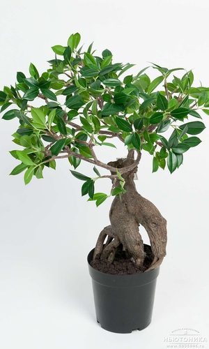 Искусственное растение "Фикус Гинсенг", 50 см