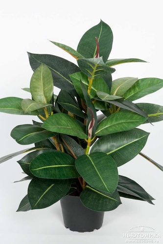 Искусственное растение "Фикус Робуста", 40 см