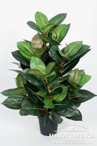 Искусственное растение "Фикус Робуста", 60 см