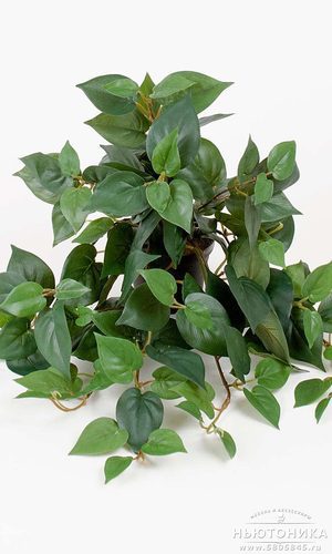 Искусственное растение "Филодендрон", 25 см