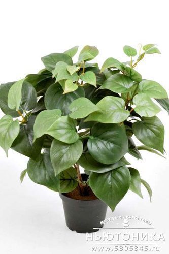 Искусственное растение "Филодендрон", 35 см
