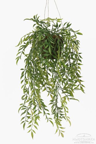 Искусственное растение "Хойя", 52 см