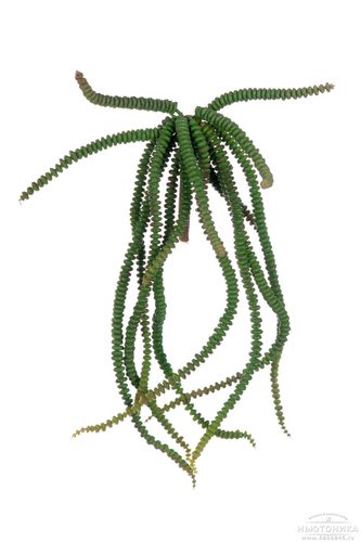 Искусственное растение "Суккулент", 20 см