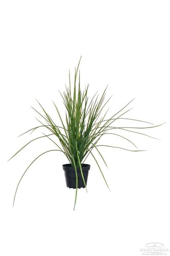 Искусственное растение "Трава", 40 см
