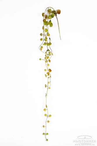 Искусственное растение "Церопегия", 70 см
