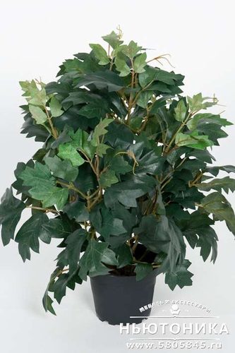 Искусственное растение Циссус, 35 см