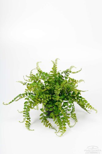 Искусственные папоротниковидные растения
